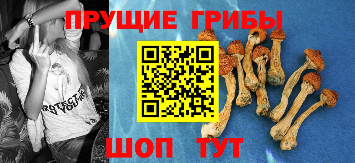 Псилоцибиновые грибы Psilocybine cubensis Жуковский